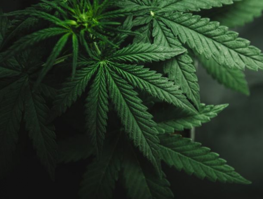 В РМ легализуют марихуану в медицинских целях?