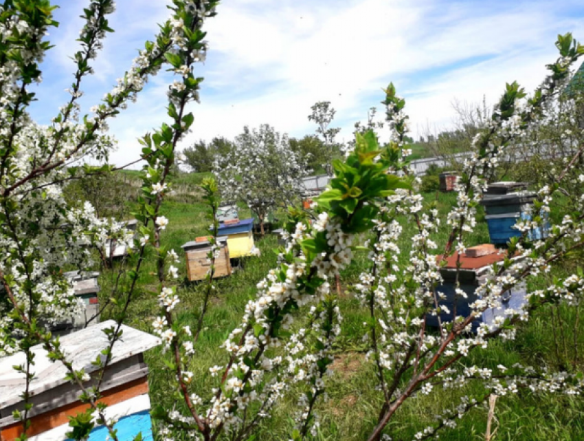В селе Цауль открылся уникальный агропансионат «Дом меда»