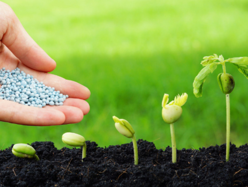 Россия сохраняет лидерство в поставках удобрений в Молдову