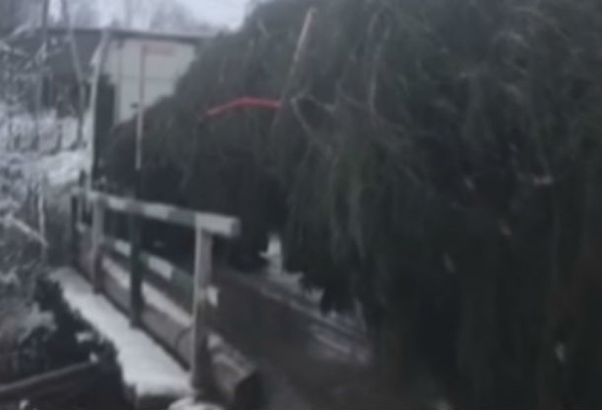 Надругательства мужчин над украинской ёлкой, ехавшей в Кишинев, попали на видео