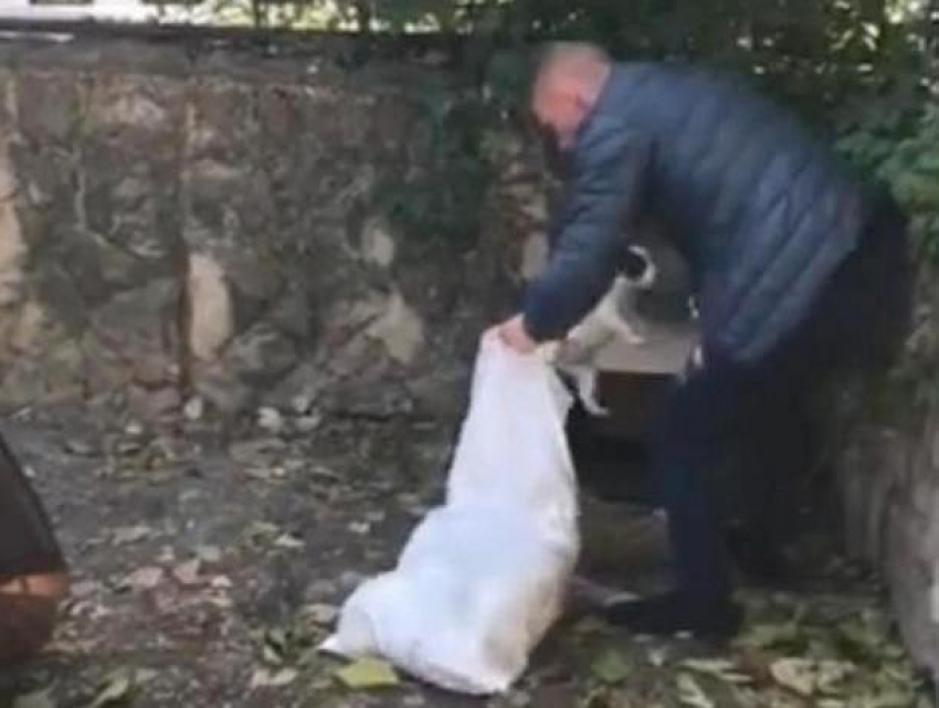 Ужасающую картину зачистки территории Молдэкспо от собак сняли на видео волонтеры