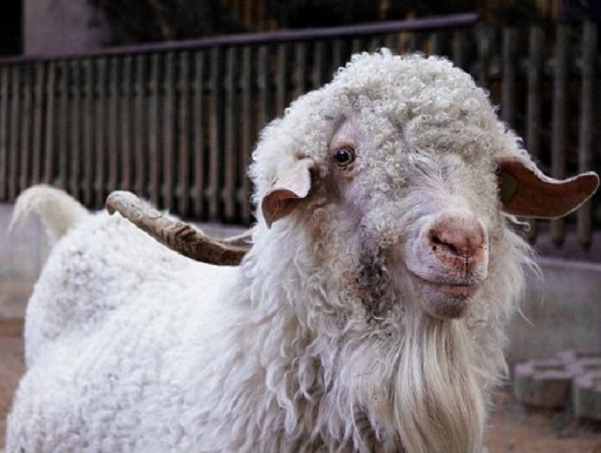 Голодные румыны убили редкую козу в Берлинском зоопарке