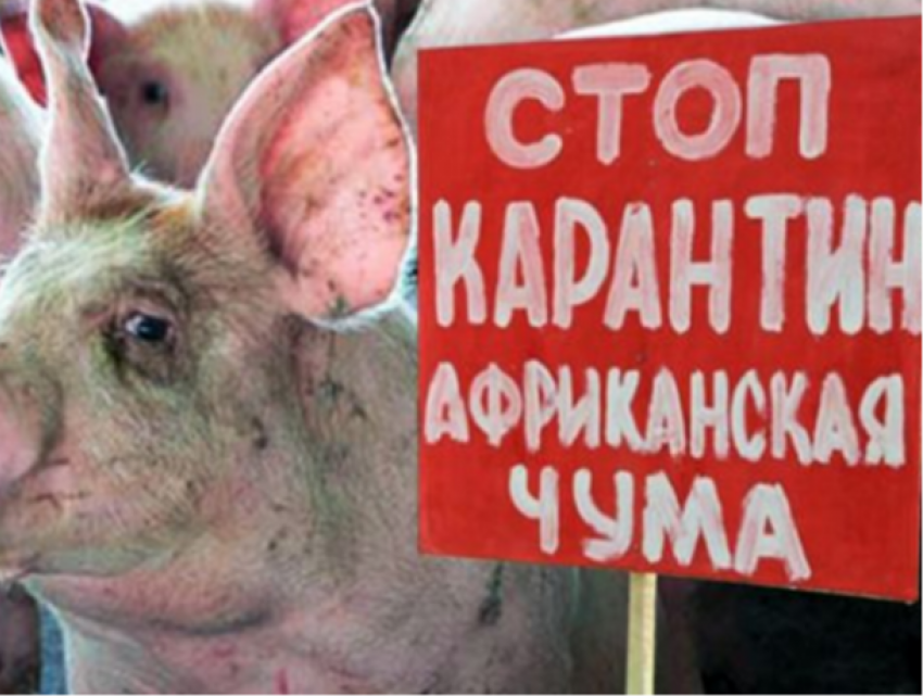 Вирус африканской чумы фактически уничтожил свиноферму в Кагуле