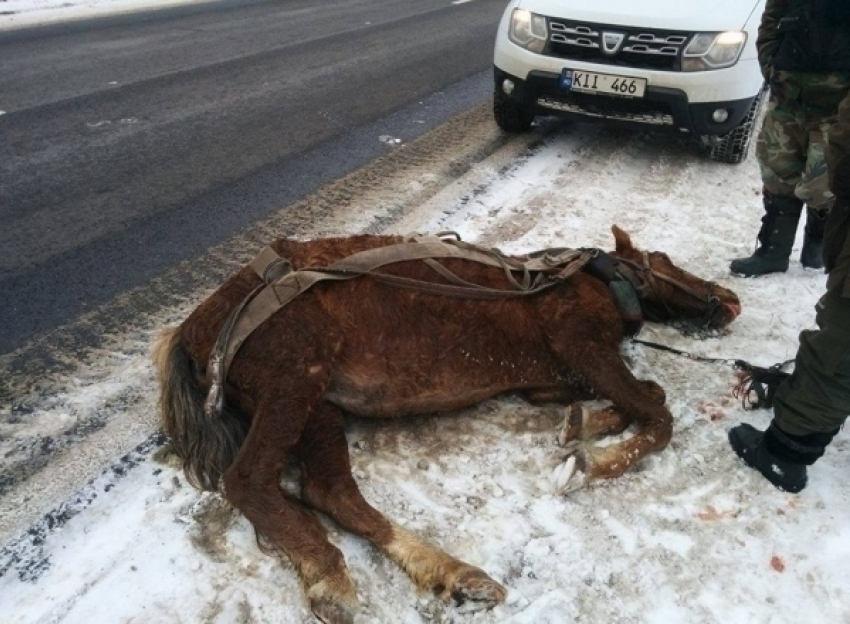В Чимишлийском районе мужчина до смерти забил лошадь