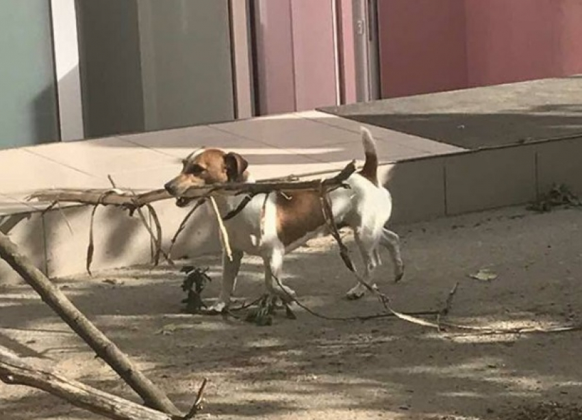 В «генеральной уборке» в Кишиневе участвуют даже собаки