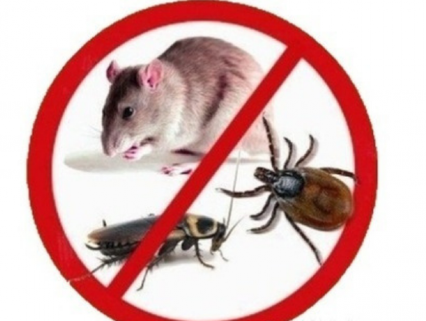 Кишиневцы отданы вредителям – никто не занимается истреблением крыс, клопов и клещей