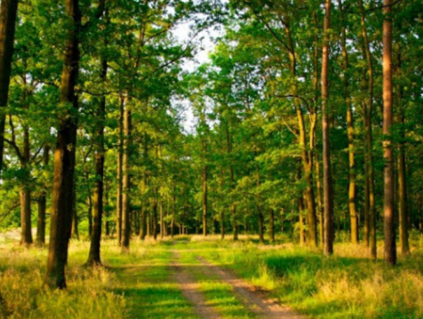 В молдавских лесах начнутся проверки