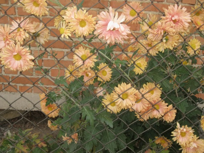 В воскресенье в Молдове будет тепло и облачно 