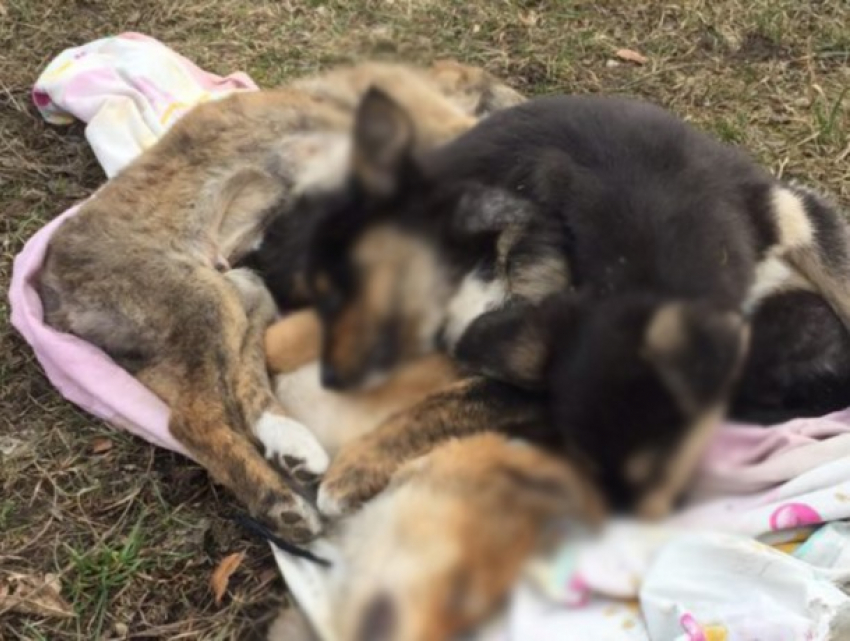 В Бельцах собака защищала трупы щенков от прохожих