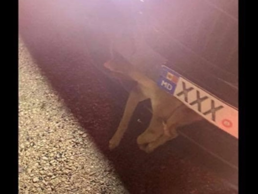 Вот на каком авто ездит «любитель горячего ужина", сбивший собаку в Кишиневе