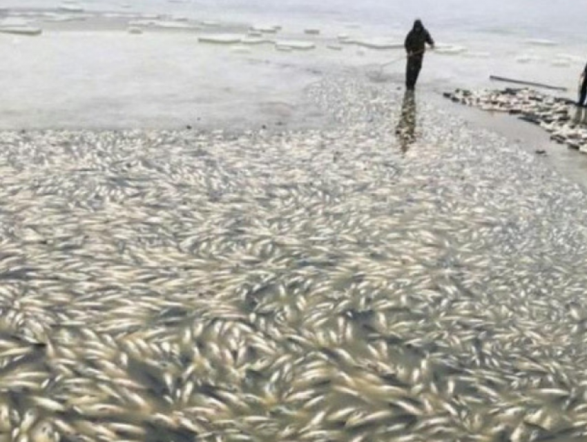 Шокирующие фото: тысячи мертвых рыб плавают в воде водохранилища Конгаз