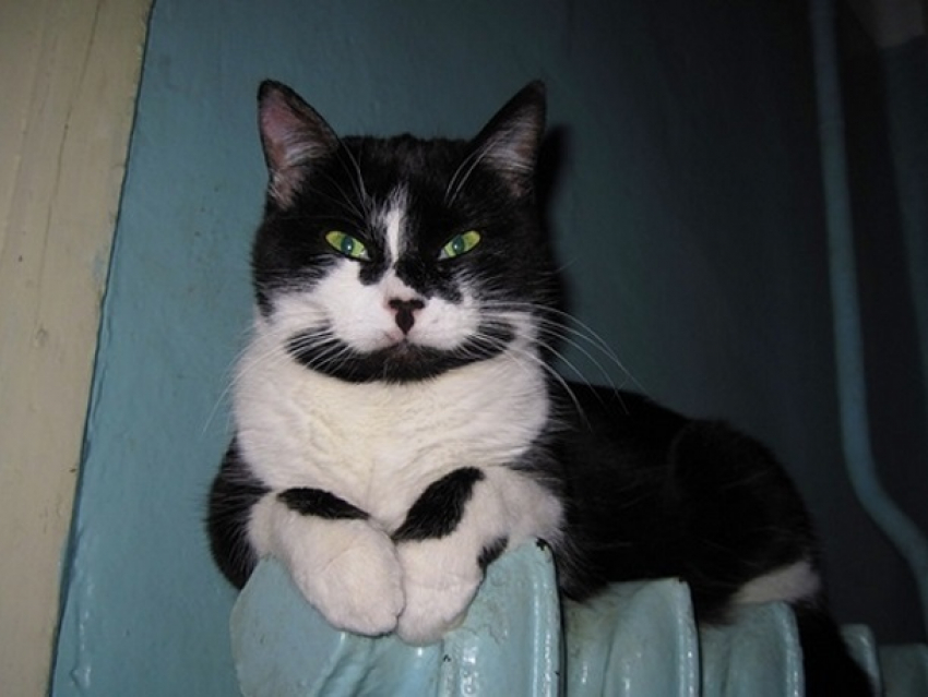 Зоорегламенты – «ЗА» или «ПРОТИВ»: позиции авторов, зоозащитников, заводчиков и владельцев животных по поводу новых регламентов