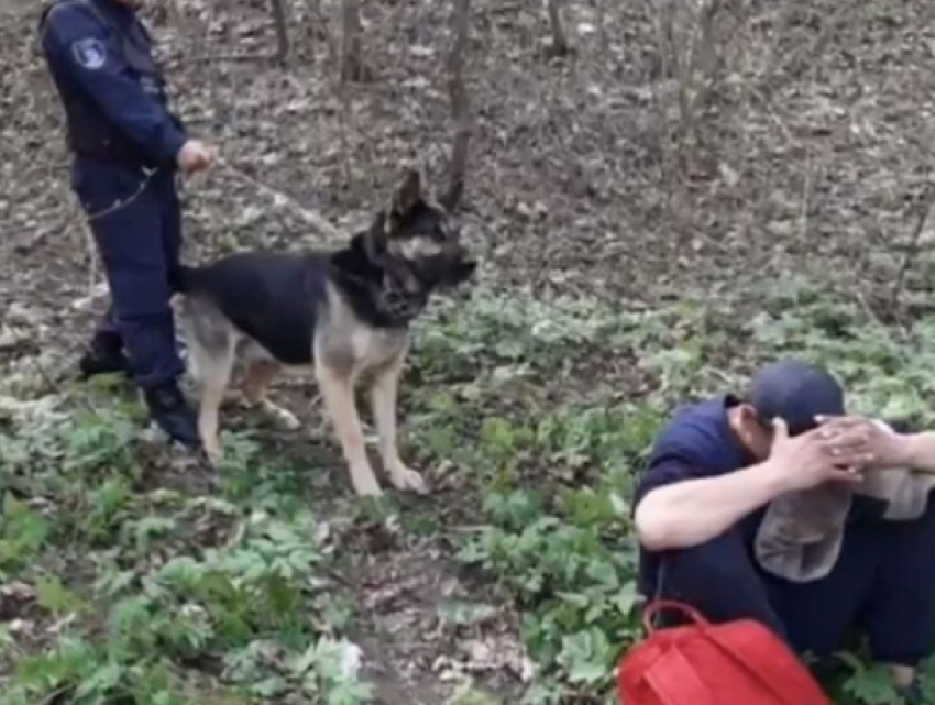 Пограничный пес Рекс задержал разыскиваемого преступника на севере Молдовы