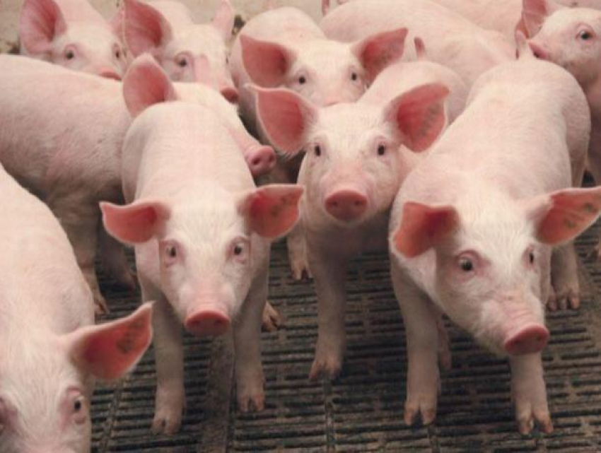 Скандал на севере страны - перевозивший поросят и крупную сумму денег водитель обвинил полицейских в краже