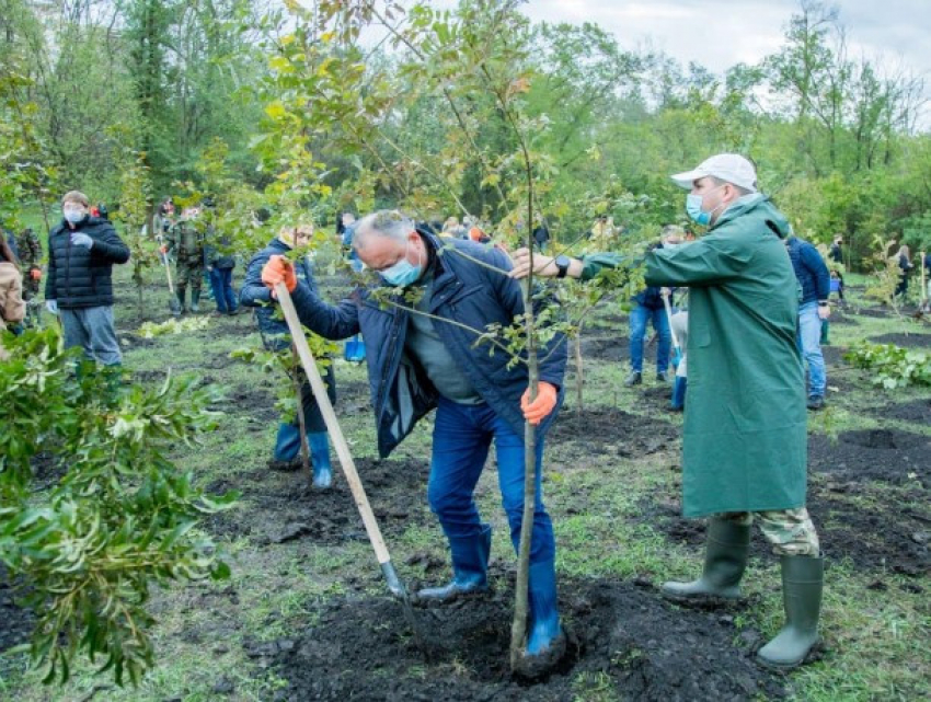 264 тыс. саженцев – в Молдове запланирована обширная программа по озеленению