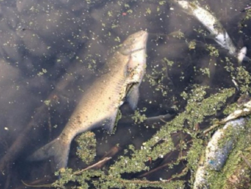В заводях реки Днестр гибнет рыба