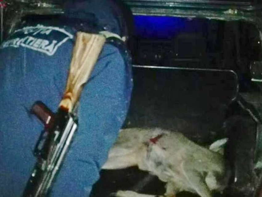 Застреливших лань и расставлявших ловушки браконьеров задержали на севере Молдовы 