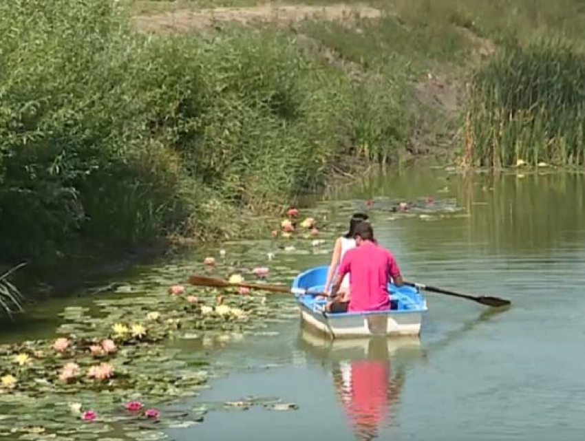 В Кэлэрашь зацвели лотосы на радость местным жителям