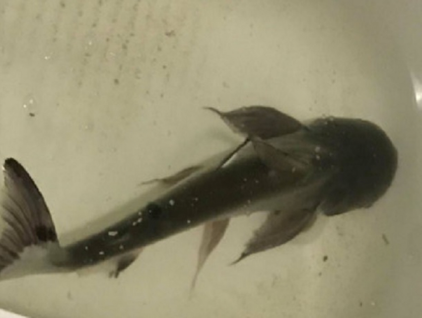 В Одессе акула «сбежала» из аквариума в отеле
