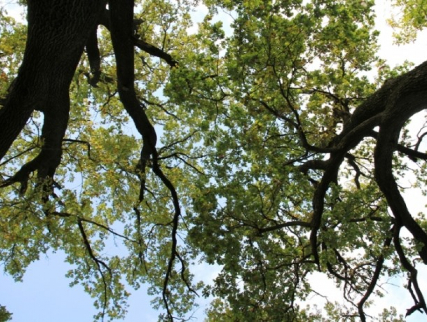 Липканы: парк, 400-летний дуб и старинная усадьба