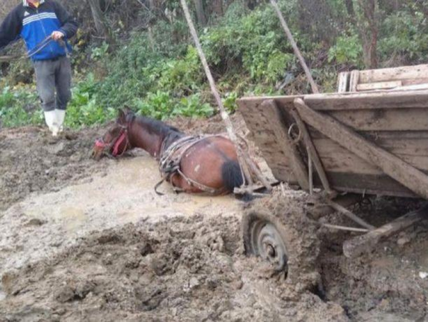 «Слово о дорогах» - в Румынии конь провалился по самое горло на грунтовой дороге