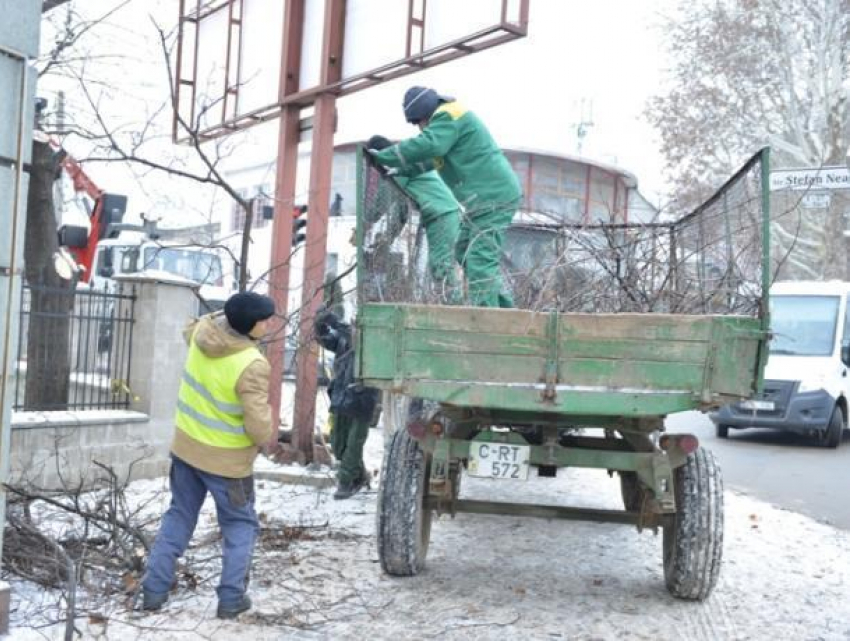 В столице начали проводить зимнюю обрезку деревьев