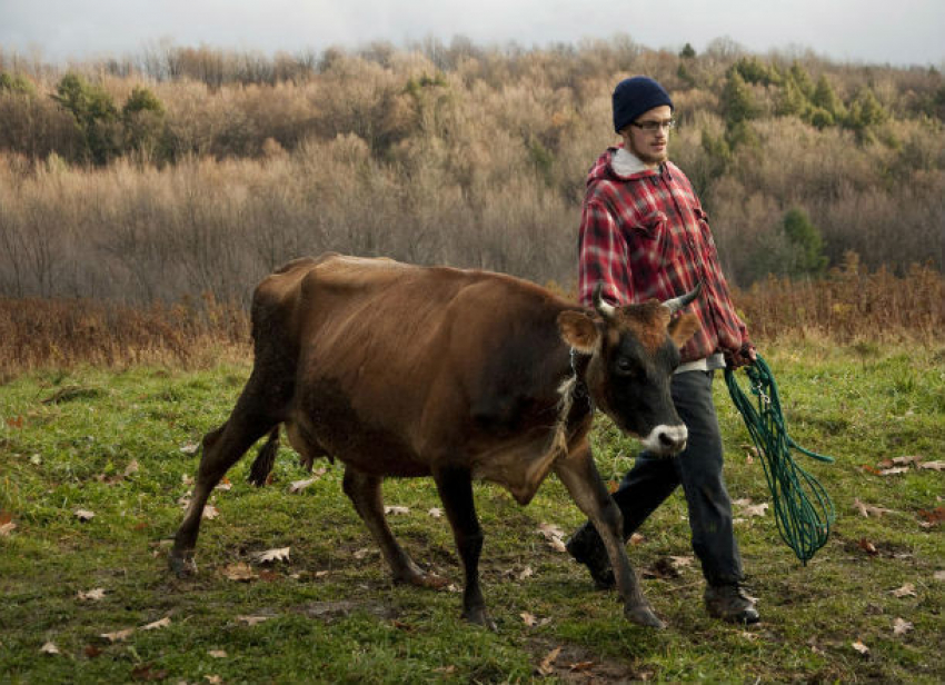 Собравшийся за границу сельчанин оказался за решеткой из-за двух коров и быка