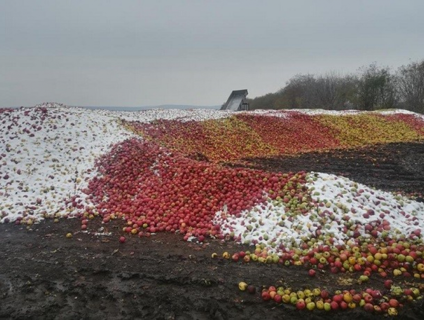 Молдова потеряла промышленность по переработке фруктов