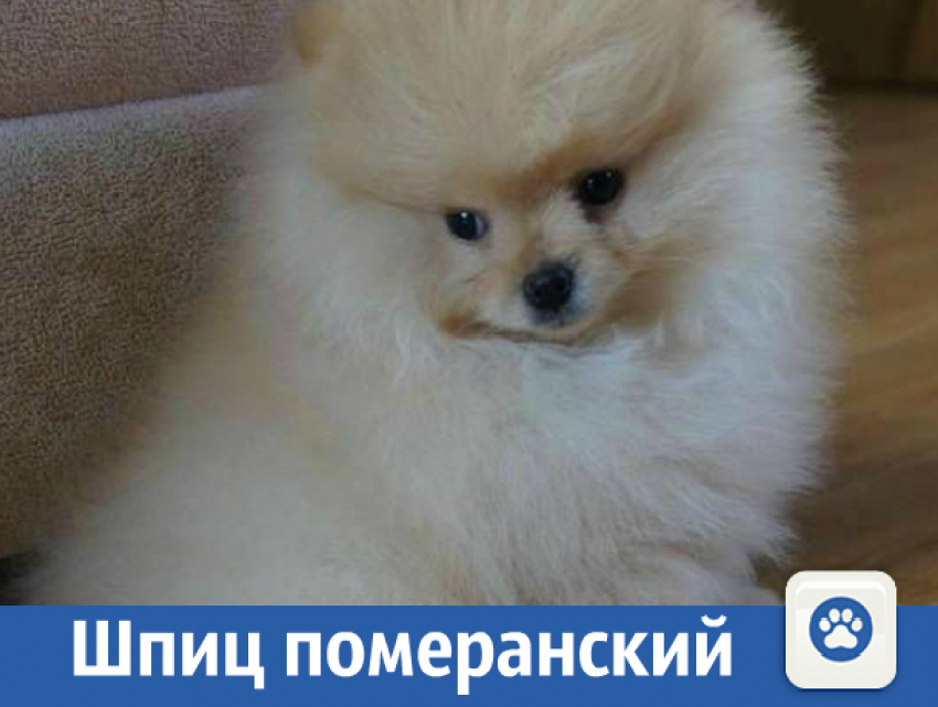 Продаются щеночки померанского шпица