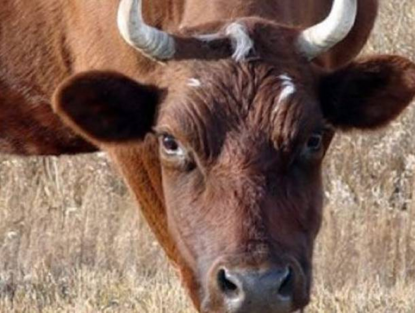 Всего за неделю в Молдове было выявлено 8 случаев бешенства и один – АЧС