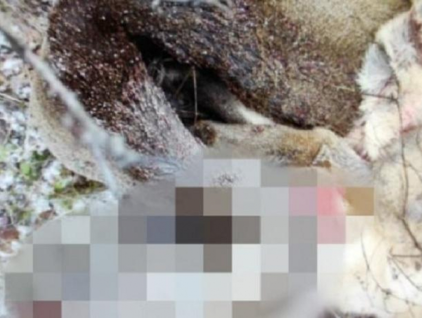 В Фэлештах несовершеннолетний браконьер застрелил косулю