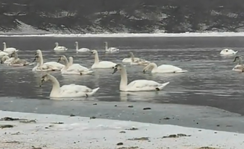 На Днестре найдены мертвыми несколько десятков лебедей