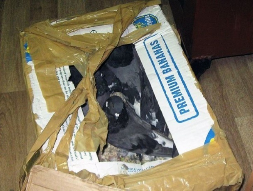 Молдаванин попытался ввезти контрабандой в Москву 20 голубей