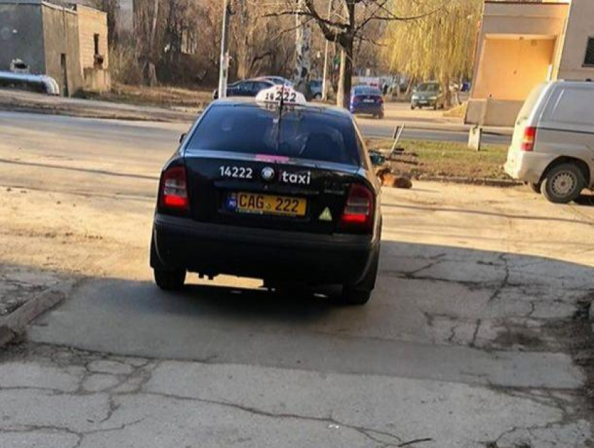 В Кишиневе таксист намеренно задавил кошку на глазах шокированной пассажирки