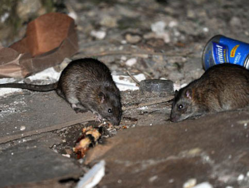 Крысы, клопы и блохи стали соседями жителей многоэтажки на Ботанике