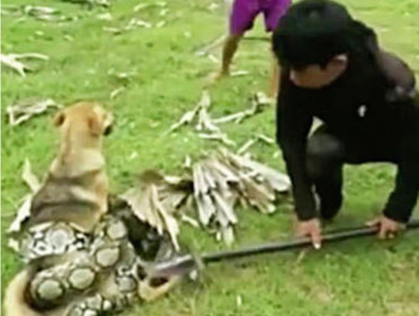 Бесстрашные дети спасли пса от смерти «в объятиях» змеи на Филиппинах