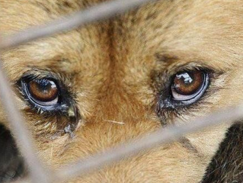 Жестокое и ужасающее обращение с собаками сотрудников службы по отлову животных попало на видео