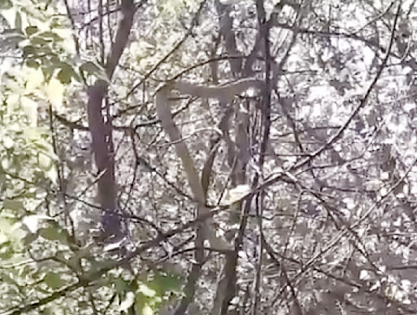 Змея исполинских размеров притаилась на дереве в унгенском лесу и попала на видео