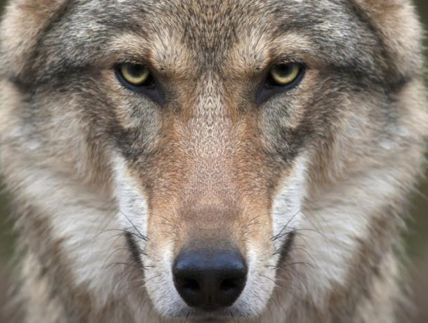 Волки держат в страхе молдавский поселок