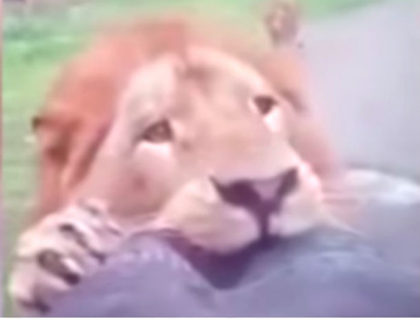 Голодный лев растерзал «запаску» джипа испугавшихся туристов и попал на видео