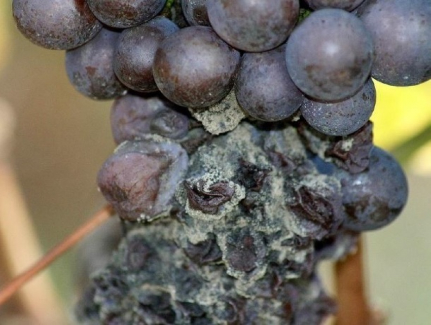 Молдавские фермеры попытались ввезти в Россию 20 тонн винограда с паразитами