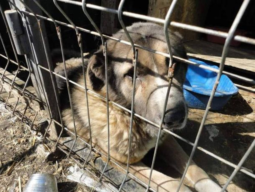 Кишиневский Некрополь подписывает смертный приговор бездомным собакам