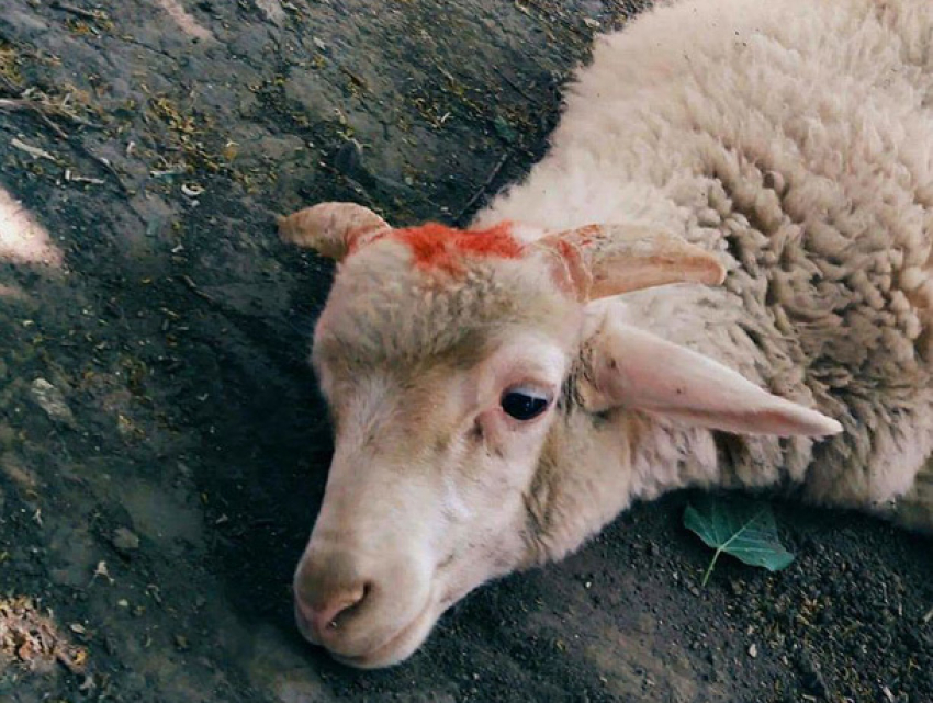 Ягненка подвергли пыткам: садистское убийство животного лицеистами вызвало петицию Монике Бабук