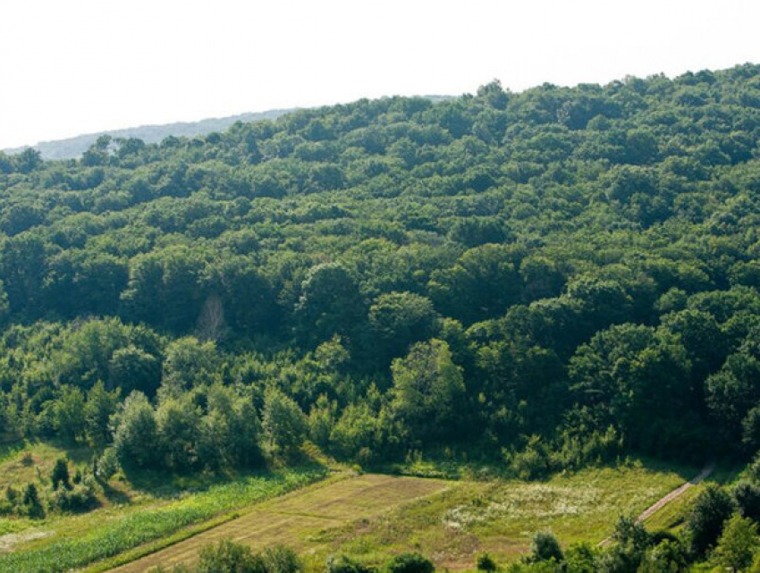 1,7 млн евро от Румынии: в Молдове впервые оценят состояние всех лесов
