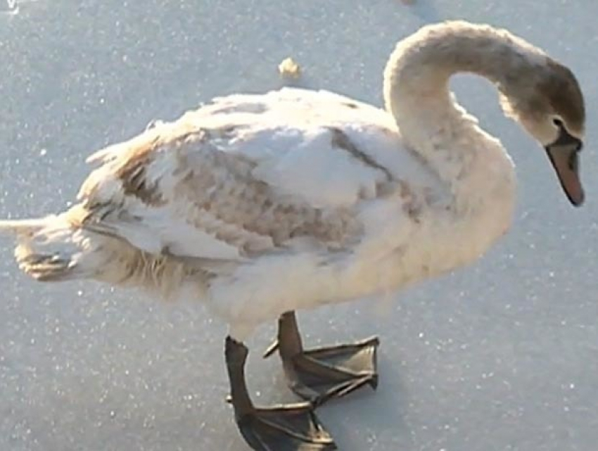 Операцию по спасению замерзающего лебедя развернули на Комсомольском озере в Кишиневе 