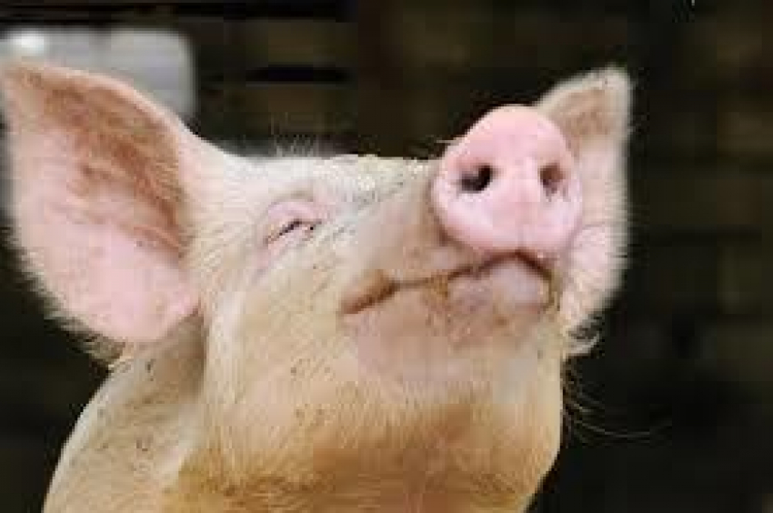 Вспышка африканской чумы свиней в Комрате завершилась