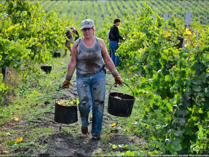 В Молдове некому собирать урожай винограда