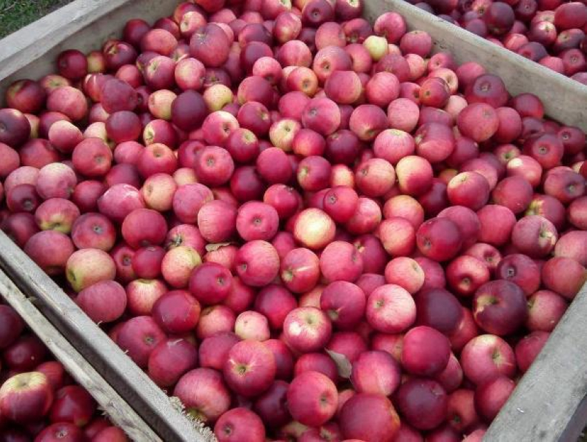 Унгенский фермер подарил две тонны яблок первой кишинёвской больнице 