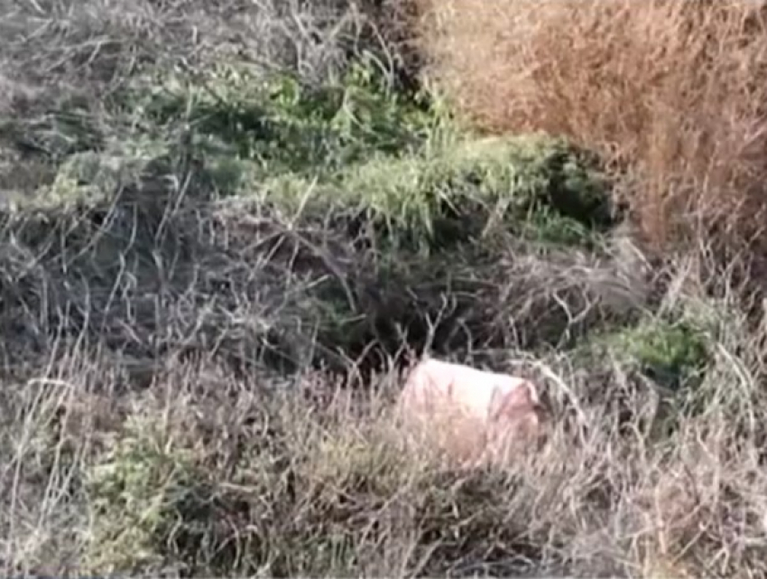 Молдова - страна горящих мусорных свалок: вот еще одна, в Новых Мындрештах