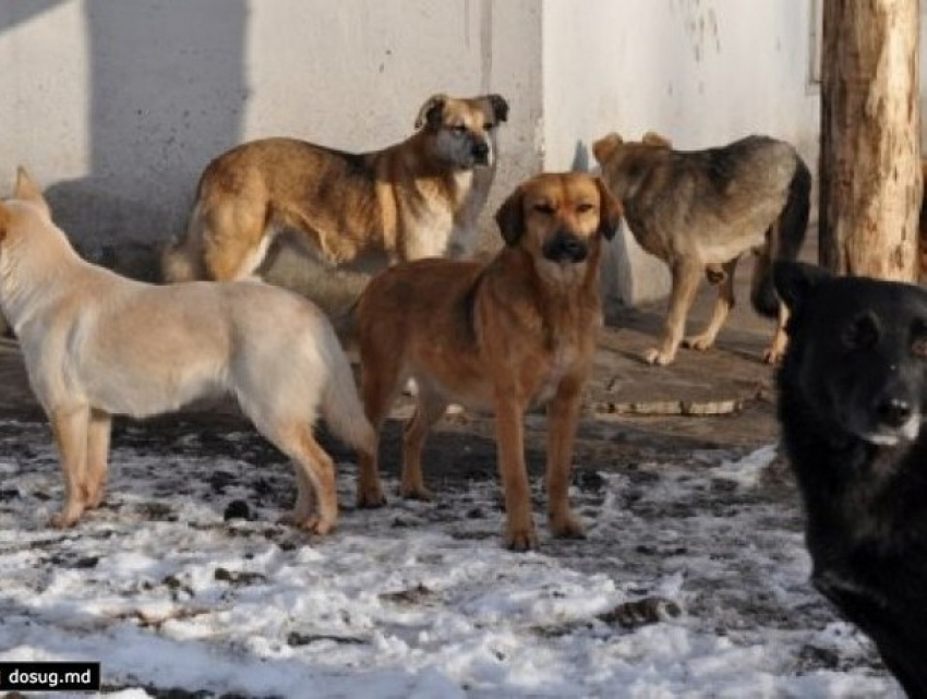 Вице-примар Кишинева призвал ужесточить наказание за причинение боли, увечья и убийство животного